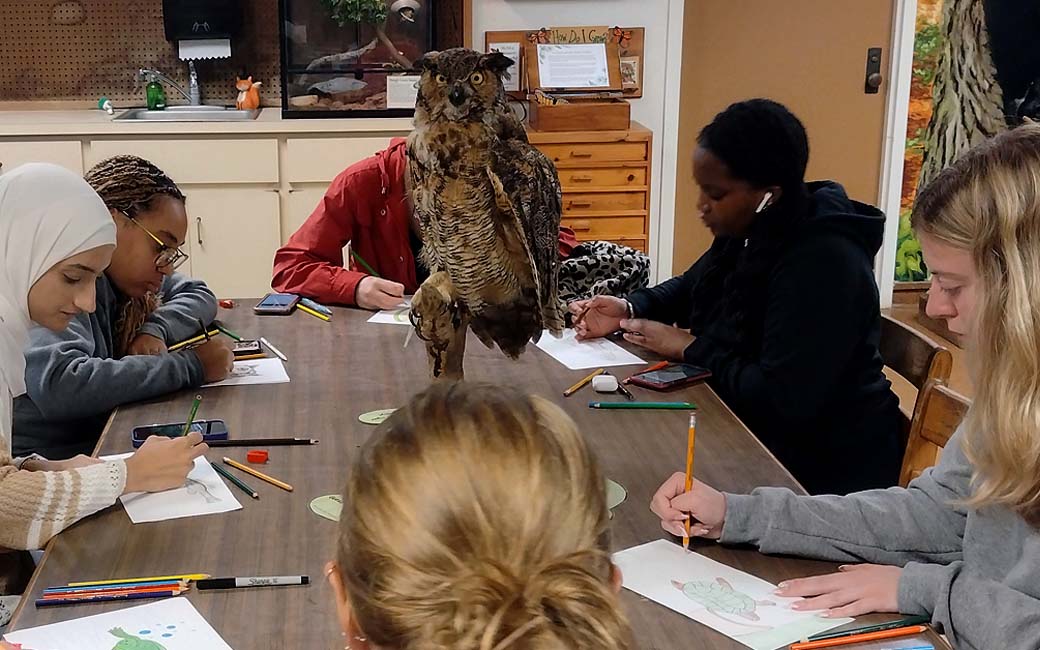 TU elementary education majors drawing an owl from observation