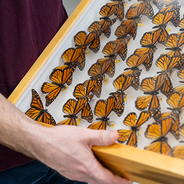 Professor John LaPolla holds a display case of butterflies