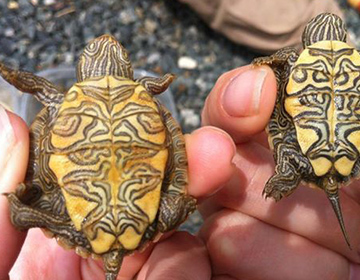 Two map shell turtles close up