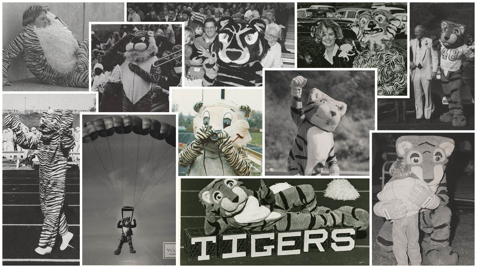 Collage of images of Doc the tiger