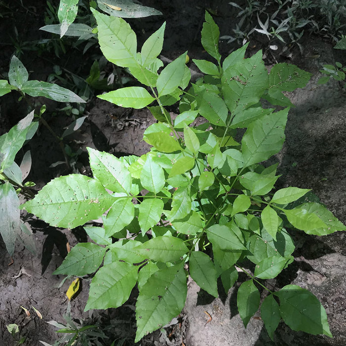 Photo of the leaves of a Black Ash