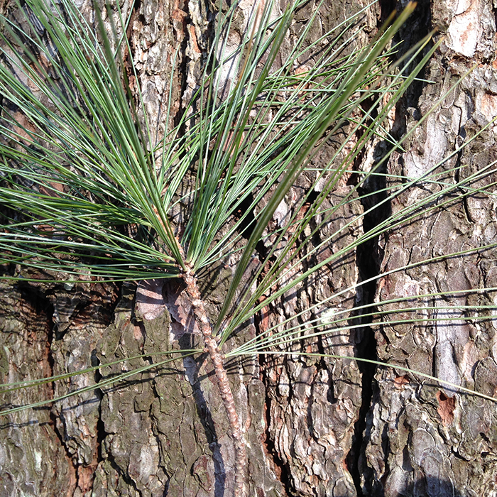 Photo of an Eastern White Pine