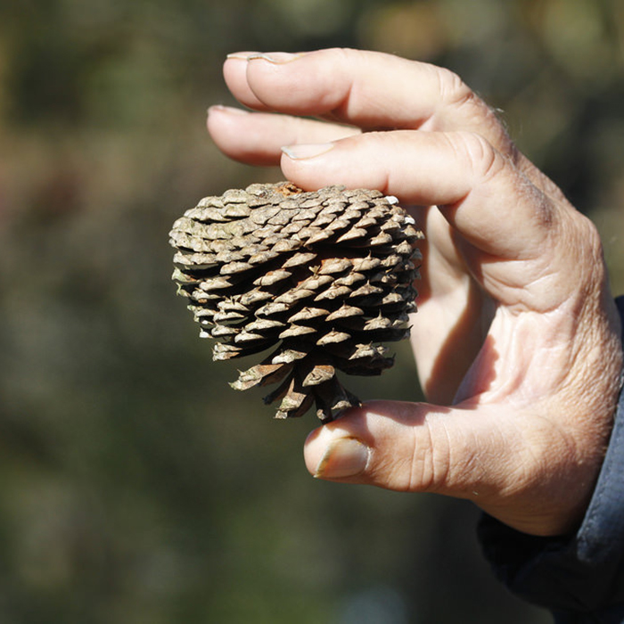 Photo of a person holding a pond pine, pine cone