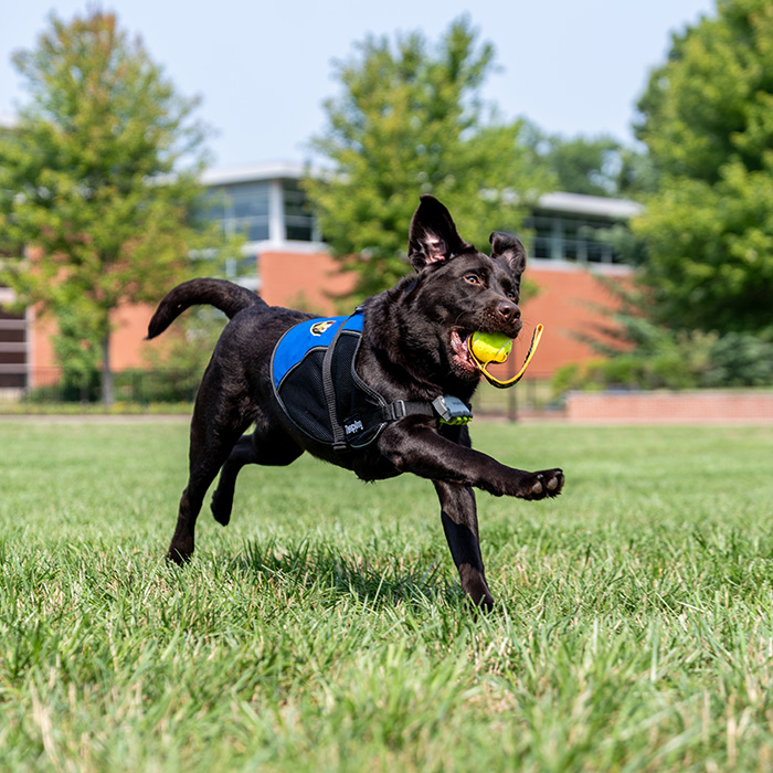 TU comfort dog Bruno playing with a ball