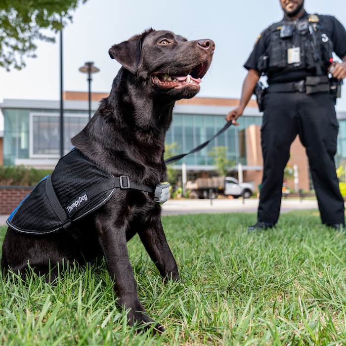 TU comfort dog Bruno