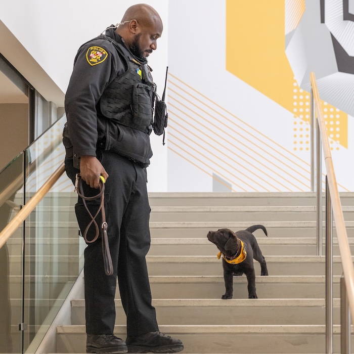 bruno with his handler walking down the stairs