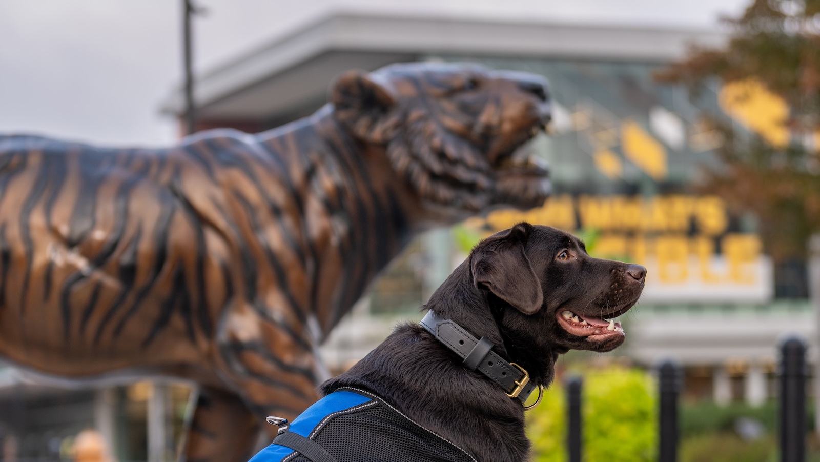 Bruno dog standing in front of the TU Tiger statue