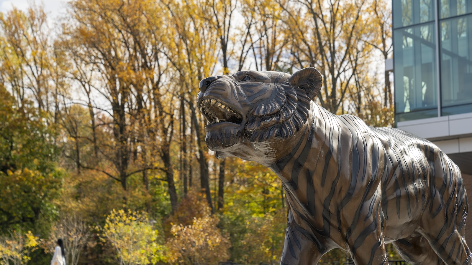 Tiger statue on TU's campus