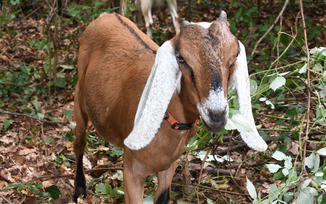 Tu Invites Goats To Partner In Sustainability Efforts Towson University 