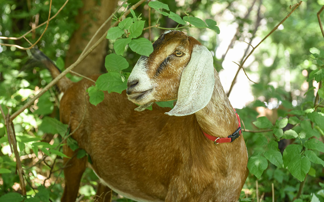 A goat surrounded by foliage in the Glen Arboretum