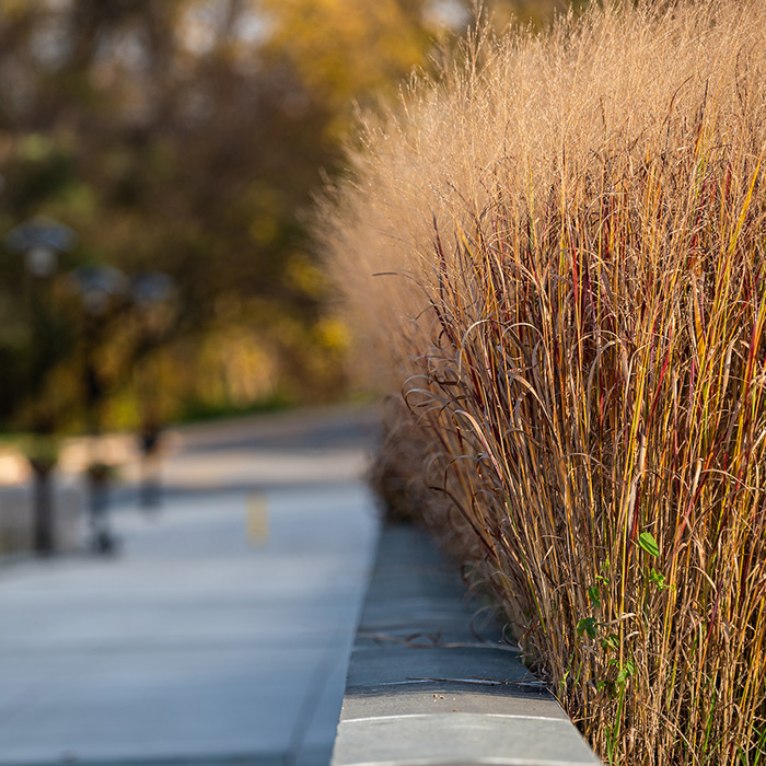 native grasses on campus