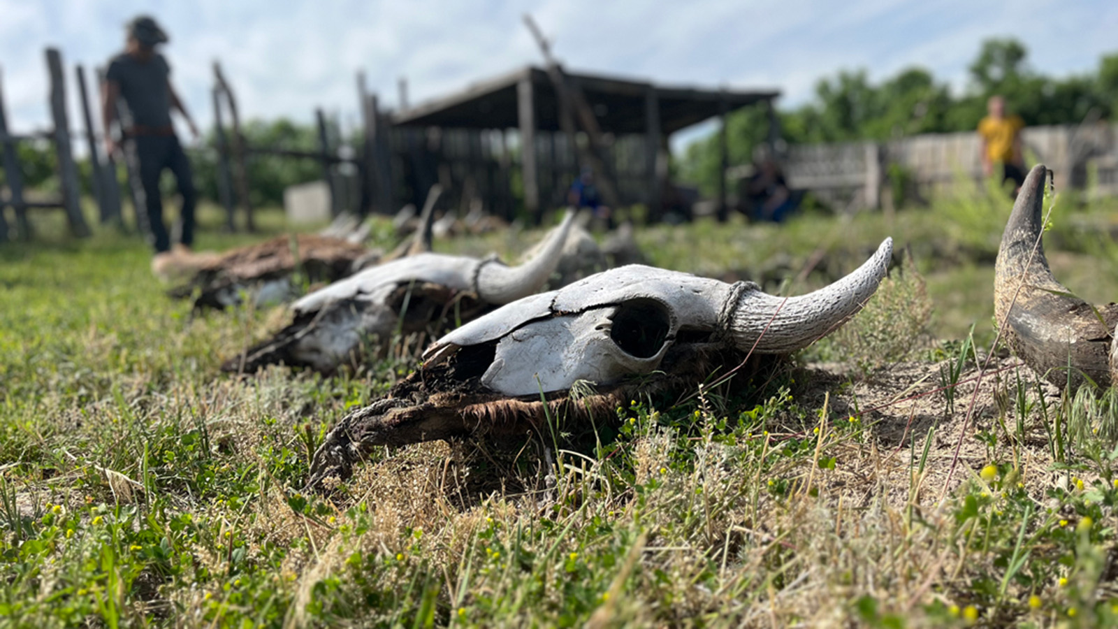 Animal skulls placed in a line on grass