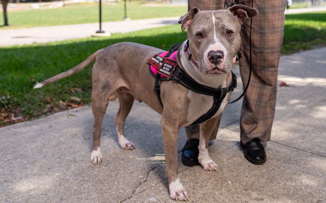 Service dog Roxy poses for a photo on campus